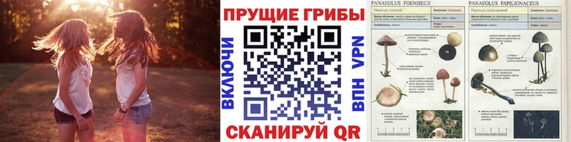 Галлюциногенные грибы прущие грибы  где продают наркотики  Борзя 